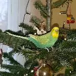 Weihnachtsbaum zum Abnagen 