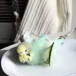 Surfer budgie