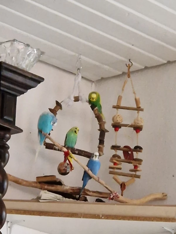 Wellensittich-Bild: ...auf einem Ihrer Spielplätze.
v.l.n.r.: Hermann, Flöhle, Frieda. Oben auf der Schaukel unsere Mücke