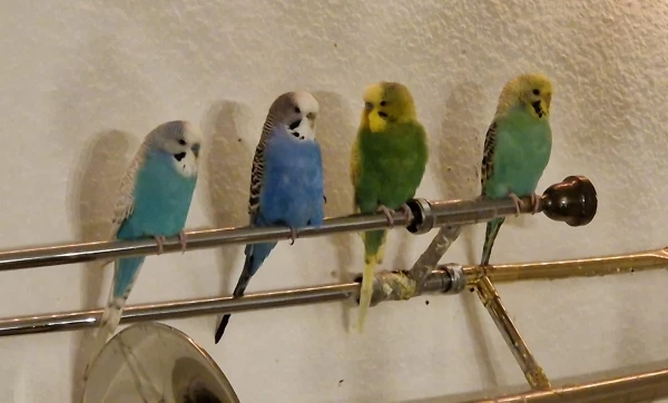 Wellensittich-Bild: Hermann, Frieda, Mücke und Floh