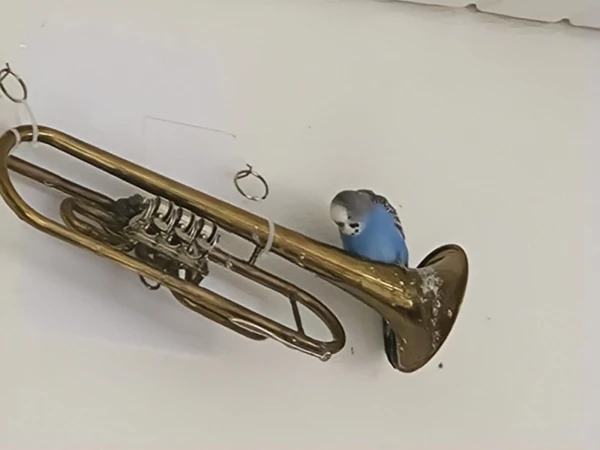 Wellensittich-Bild: Bei den Kackbombern müssen die Instrumente an der Wand (die eigentlich nicht unseren Wellis gehören - die ignorieren das aber einfach) alle paar Wochen gereinigt werden.