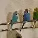 Muecke