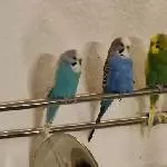 Meine Vier Kackbomber auf der Posaune