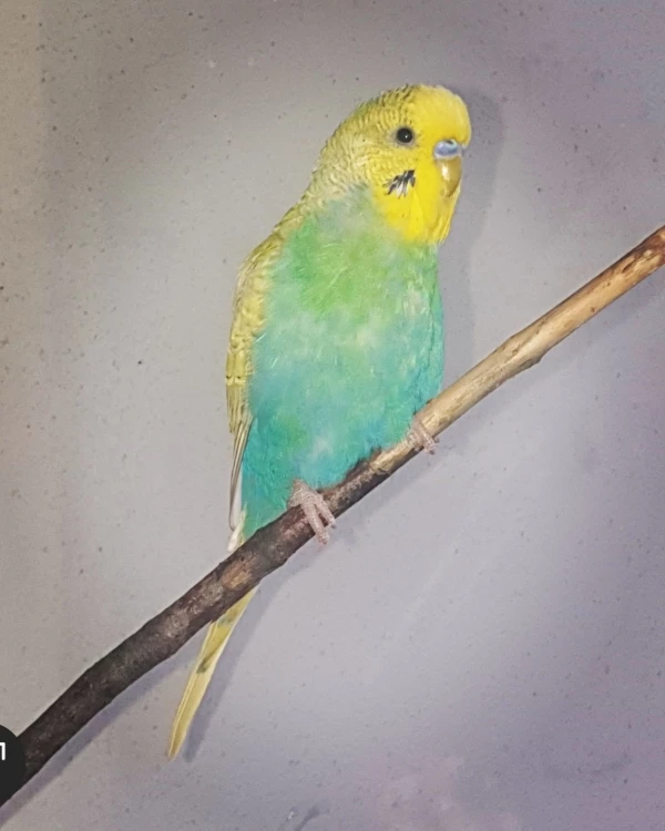 Wellensittich-Bild: Unsere Meckerziege Elliot 