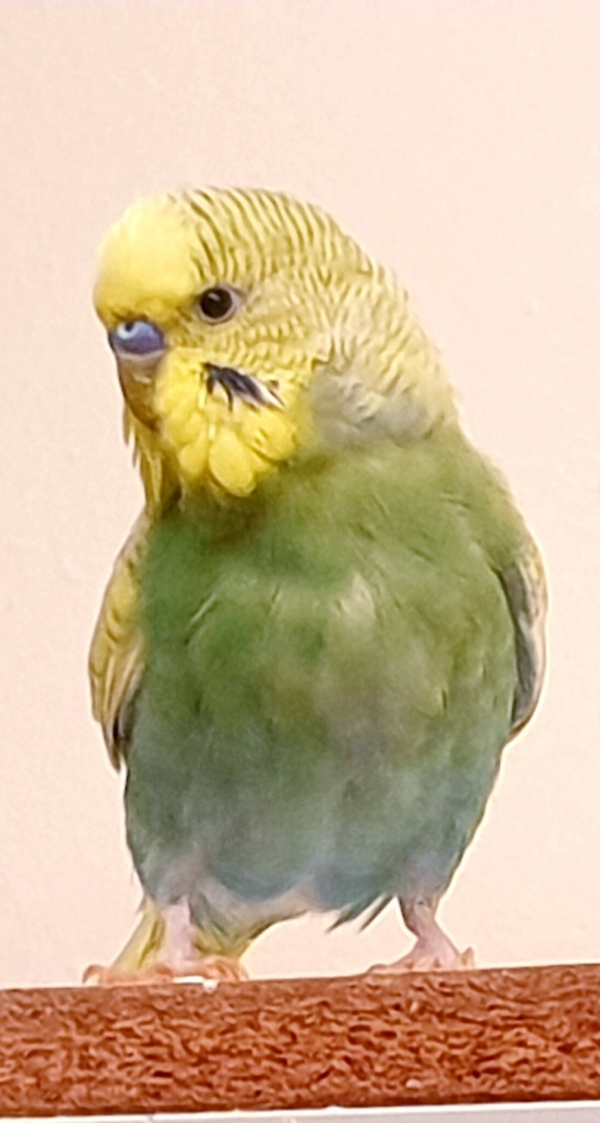 PHPSESSID