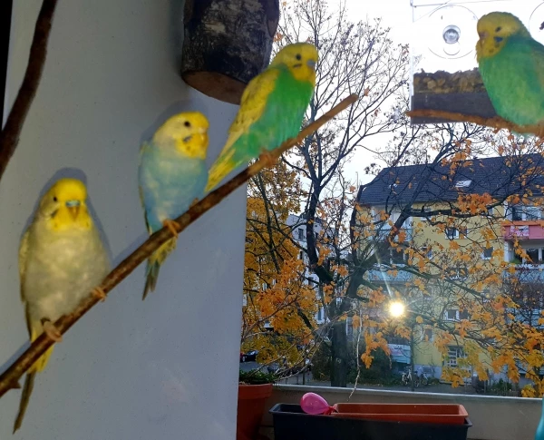Wellensittich-Bild: Hallo Ihr Lieben, hier hat uns unsere Federlose fast alle zusammen auf ein Bild bekommen, nur unser Kumpel Henry treibt sich mal wieder woanders herum :)

liebe Grüße und ein Küsschen aufs Nüsschen
Eure Welli-Crew