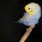 Gute Nacht Ihr Lieben
