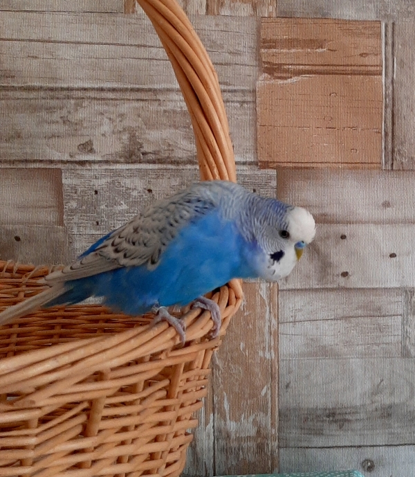 Fernando