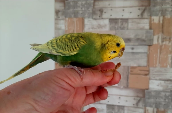 Wellensittich-Bild: hier siehste schlank aus!