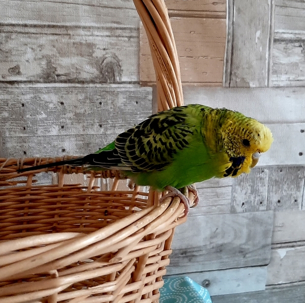 Fariba