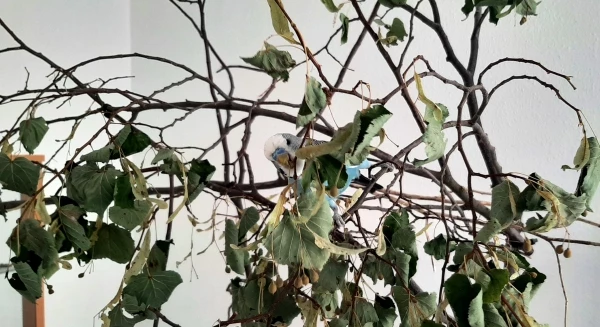 Wellensittich-Bild: Ramiro bearbeitet den Lindenblütenkletterbaum.