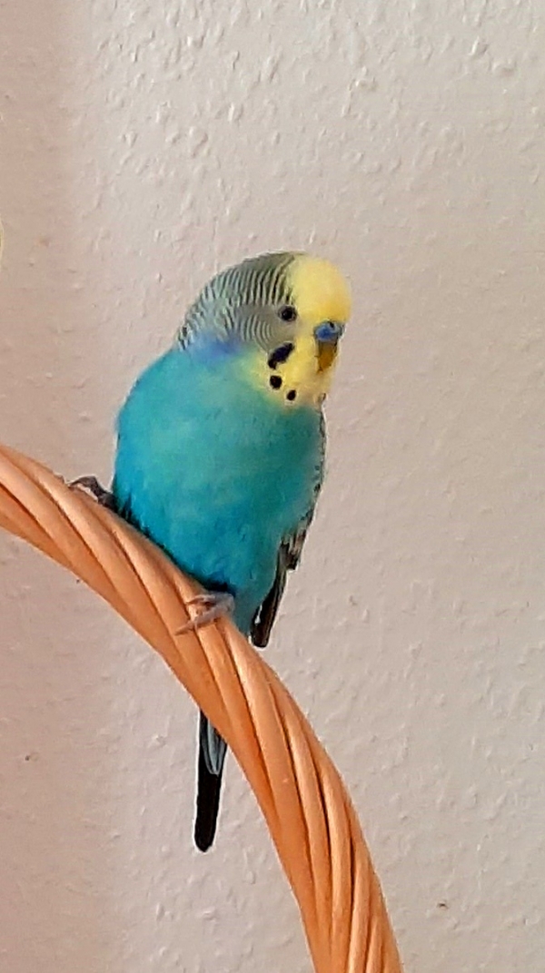 Paroli