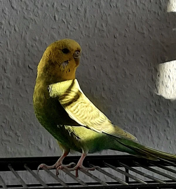 Wellensittich-Bild: Spangle oliv