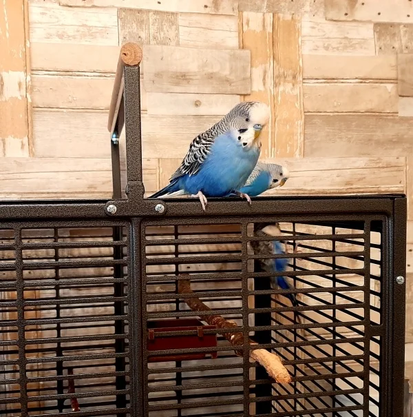 Wellensittich-Bild: Rio hat einen Plan.