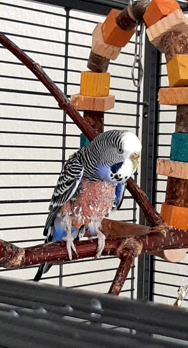 Wellensittich-Bild: Das ist Kalimera, 8 Jahre, Xanthomatose heißt ihre Krankheit und da musste sie das juckende Röckchen ablegen.