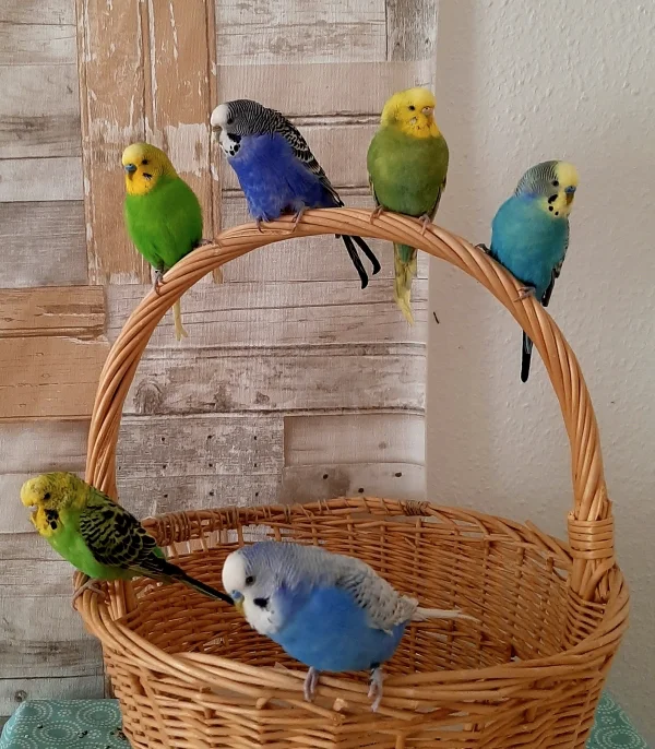 Wellensittich-Bild: von unten Mitte nach oben rechts im Uhrzeigersinn: Fernando, Fariba, Kiwilino, Kalimera, Fanny, Paroli