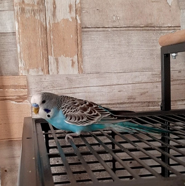 Wellensittich-Bild: ..und möchte seinen neuen Freund Rio befreien, mit dem er bisher nur durch Gitterstäbe Kontakt aufnehmen konnte.