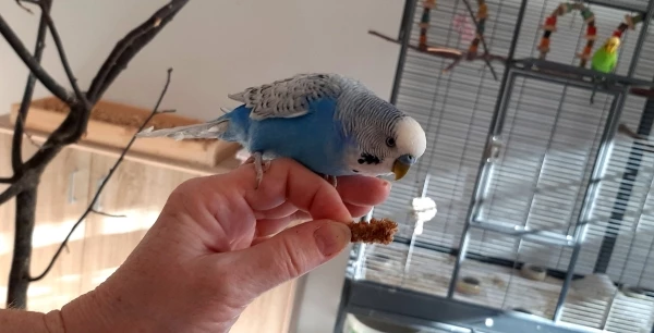 Felo, nimm das Knipsding weg,