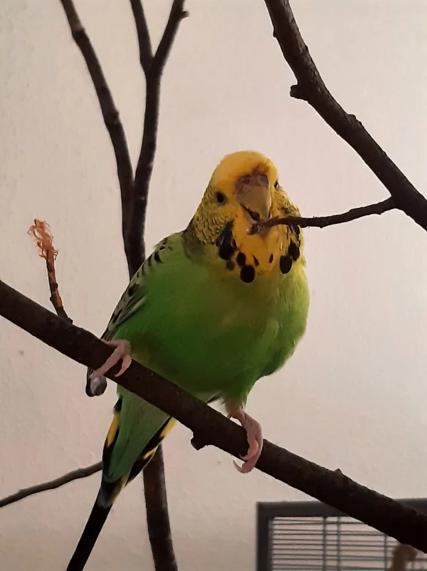 Wellensittich-Bild: Fariba benagt den Vogelbaum 