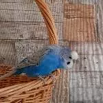 Fernando