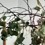 Gut getarnt im Blätterwald