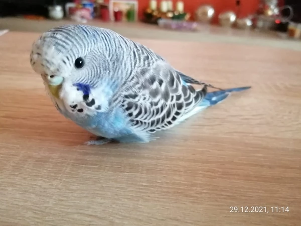 Wellensittich-Bild: Flauschi mit seinen süßen Knopfaugen