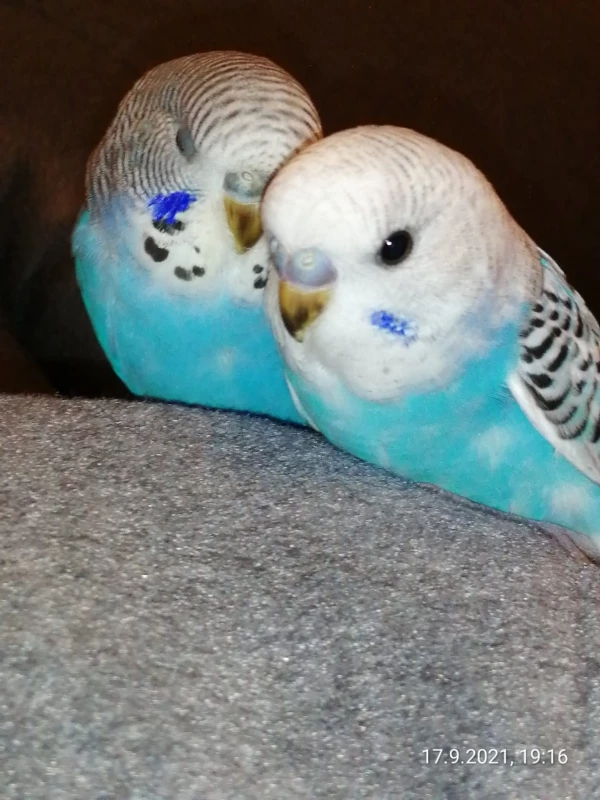 Wellensittich-Bild: Der erste Nachwuchs von Lilli und Bubi.