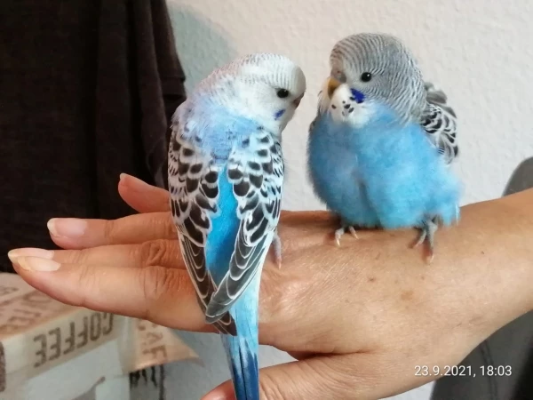Wellensittich-Bild: Der Angsthase Pitti und die Flauschkugel.