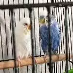Lilli und Bubi
