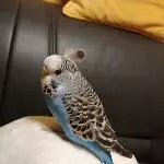 Feder-Flauschi