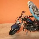 Der Biker 