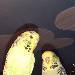 Sellerie links und Peanut rechts 