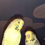 Sellerie links und Peanut rechts 