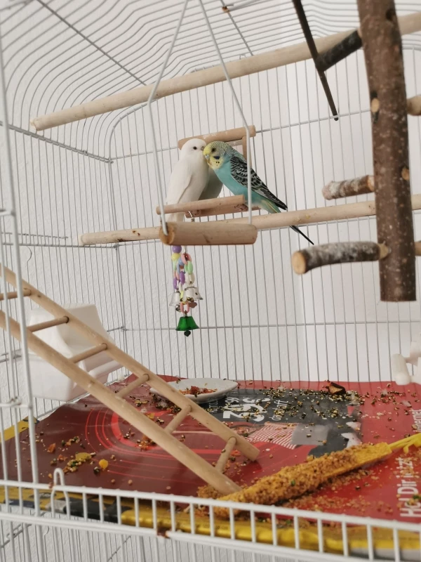 Wellensittich-Bild: Sie lieben es, gemeinsam am Spiegel zu sitzen und zu kuscheln