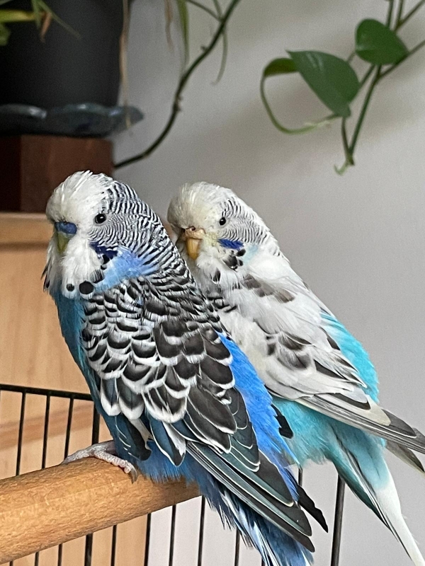 Gugu und Oli 