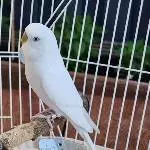 Pipoca ca 10 Monate alt