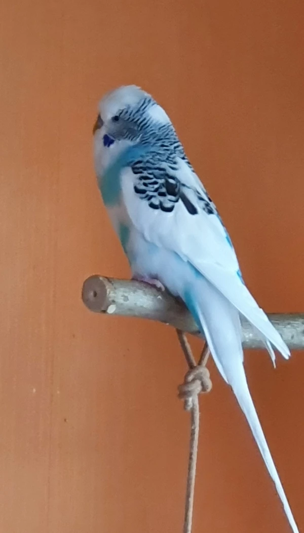 Wellensittich-Bild: Das ist unser Herzenswelli Romeo