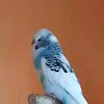 Romeo in Love