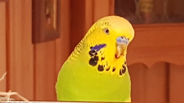 Wellensittich-Bild: Speedy unser wunderschöner Welli Hahn 