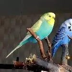 Kiki und Rocko