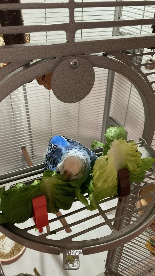 Wellensittich-Bild: Charly unsere äteste im beim Salatbad