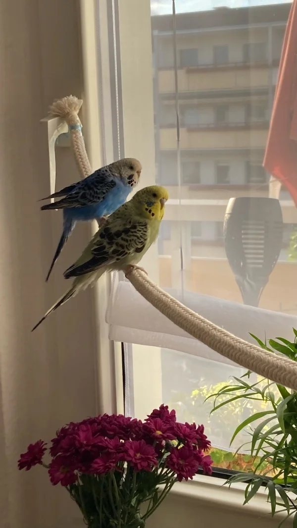 Wellensittich-Bild: Das ist Lilly die jüngste und Charly die älteste