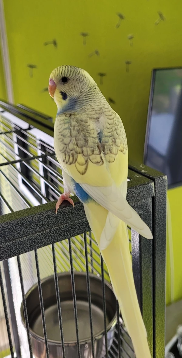 Wellensittich-Bild: Buddy der friedliche von allen