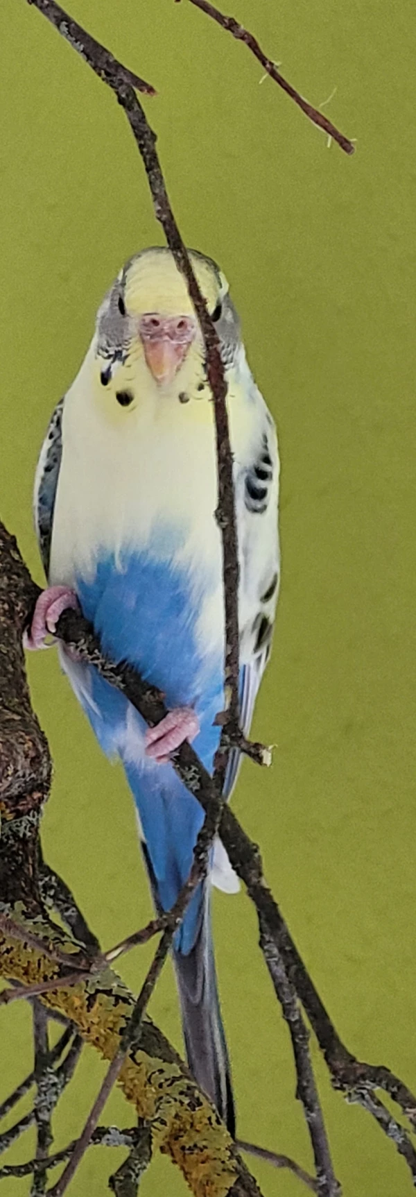 Wellensittich-Bild: Sie ist soo hübsch ❤️❤️