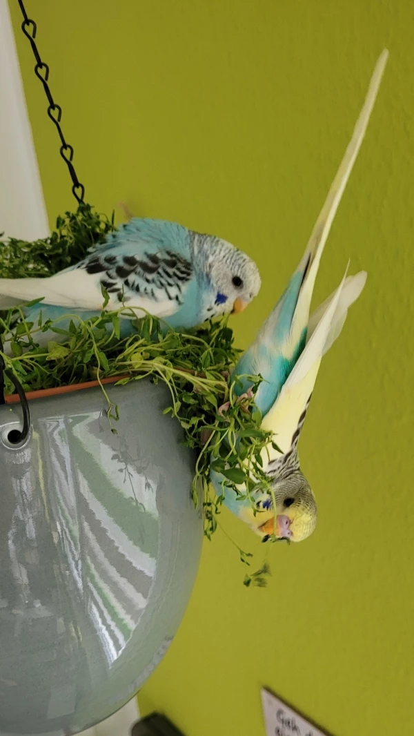 Wellensittich-Bild: Da unten schmeckt es noch besser 