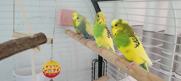 Wellensittich-Bild: Die 4 unzertrennlichen Eltern mit ihren 2 Jungen
