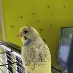 Ein Freund für alle