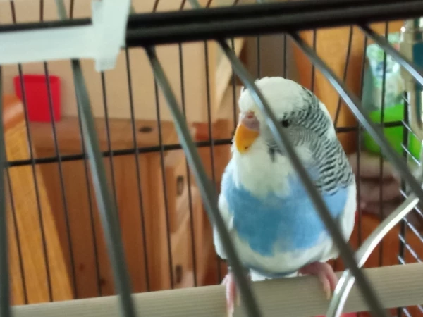 Wellensittich-Bild: Hallo,

nachdem unsere Mausi gestorben ist, haben wir nach einer Wartezeit, die Lady geholt.
Der Batzi zwickt immer mit seinem Schnabel auf den neuen  Vogel ein. Und würde das die Lady als Mädchen verkauft. Aber die Haut am Schnabel finde ich etwas Blau !?!