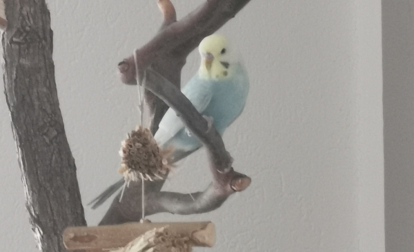 Mucki