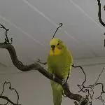 Stanislav